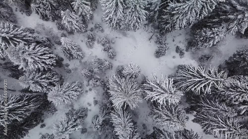 Poster overhead view of snow covered trees the branches are heavy with snow the ground is white with snow t