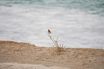 A bird in a mountain gorge. National Nature Park.