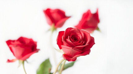 Blurred a group of sweet red rose corollas on white isolated background