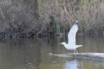 Seagull standing on a log on a lake in the spring