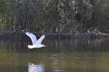 seagull flying in the sky over the river, nature series