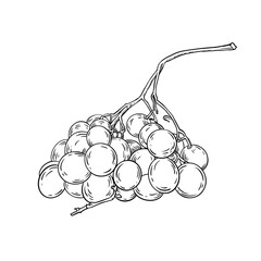 Vector hand drawn line art bunch of grapes on white background.