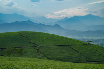Sipping tea on a green mountain, I gaze over the vast field and lush farm, where nature thrives and...
