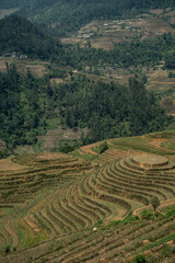 Fototapeta premium Terrace fields blanket the green mountains of Vietnam, where rice agriculture thrives-an iconic Asian landscape that draws nature and travel lovers alike.