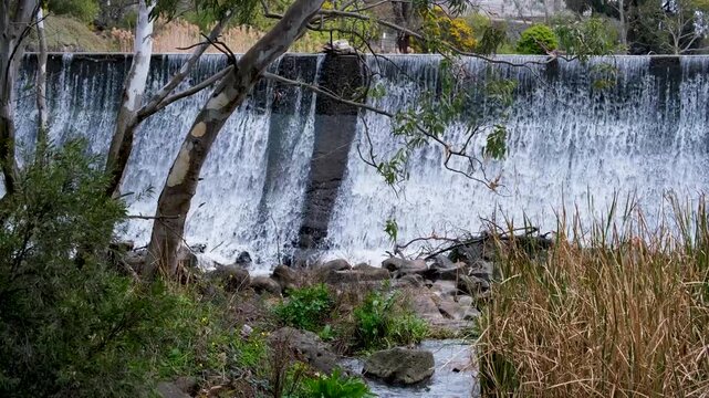 Water cascading over a concrete weir in Coburg, Melbourne, Australia, framed by eucalyptus trees and native vegetation. Concept of urban water management, engineered infrastructure, and integration.