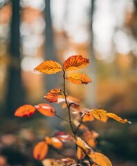 Obraz premium Autumn leaves falling forest nature photography tranquil environment close-up view seasonal beauty