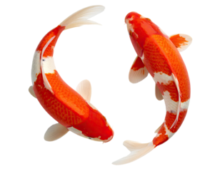 Top View of Two Koi Fish in Yin and Yang Formation on white Background