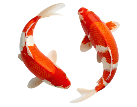 Top View of Two Koi Fish in Yin and Yang Formation on white Background