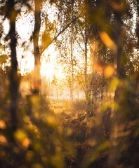 Sunrise action in serene forest nature scene early morning warm light peaceful atmosphere