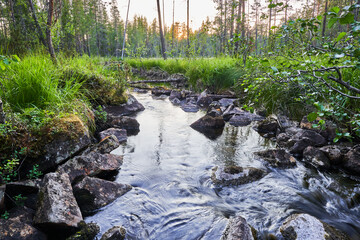 stream in the forest