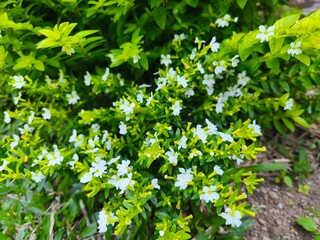 A close-up view of a dense bush covered in small white flowers and vibrant green leaves.