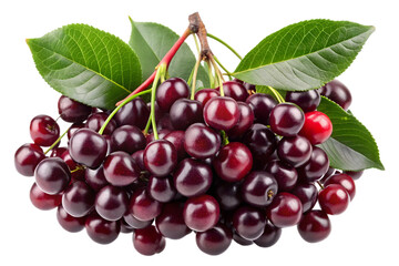 Bunch of fresh dark cherries with leaves isolated on transparent background, a delightful treat