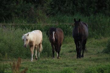 horse and foal