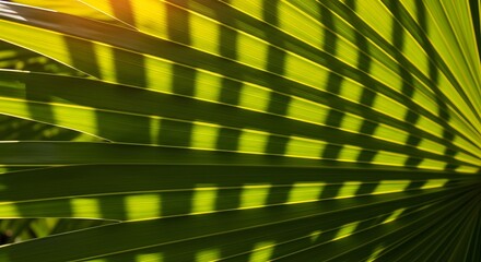 Palm Leaf Texture with Sunlight and Shadow