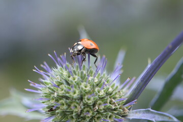 ladybug on flower