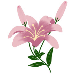 pink lily flower