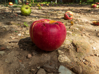 Many Fallen Apples on the Ground in an Orchard