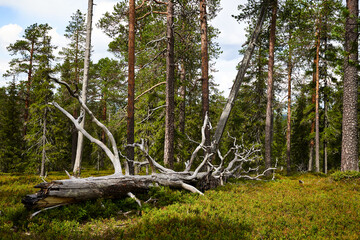 Obraz premium trees in the forest