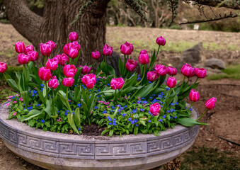 Pink tulips in the park on a summer day.