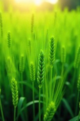 Lush green barley field, sunlight filtering through the tall stalks, creating a textured landscape Perfect for agricultural, nature, and environmental themes , field, plantation, barley