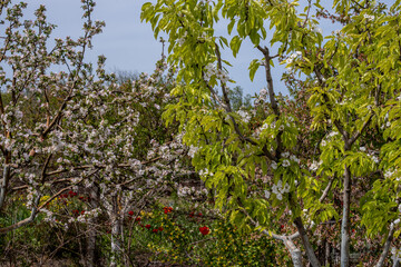 Flowering trees in the park on a spring day.