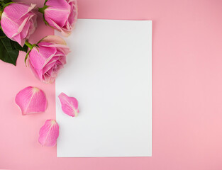 Rose flower and petals on empty piece of paper isolated on white. Copy space for text. Feminine concept. Mock up top view.