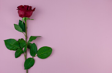 One beautiful red rose isolated on pink background.