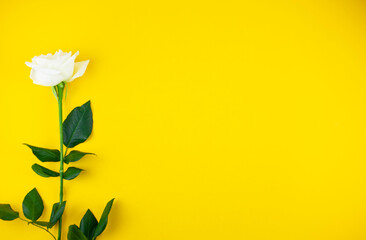 one beautiful white rose on an isolated yellow background.