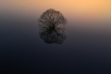 Lone Tree Reflection in Calm Water at Dusk