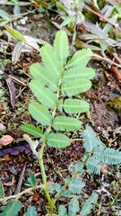 Close-up of a sensitive plant, Mimosa pudica (putri malu), A top-down macro photograph of a sensitive plant (Mimosa pudica). 