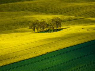 Fototapeta premium Trees in a Vibrant Yellow Field