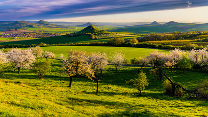 Obraz premium Cherry orchard in bloom at sunset with scenic view of volcanic hills in Central Bohemian Uplands, Czech Republic, during springtime. 
