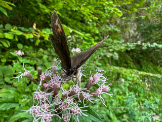 A beautiful butterfly with dark wings rests on a delicate flower, surrounded by vibrant green foliage in a natural outdoor setting. in trentino Italy