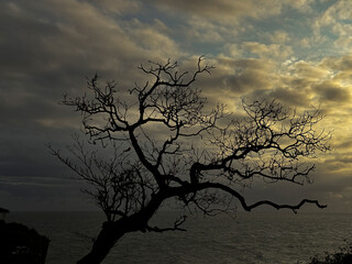 Silhouette of Solitude: A dramatic, artistic photograph captures the stark silhouette of a solitary, barren tree against a backdrop of a turbulent sky over the ocean.