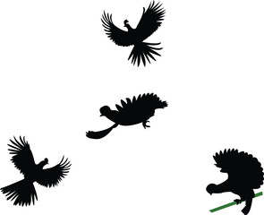 Obraz premium Flying Andean cock-of-the-rock bird Silhouette Design And Vector Illustration. 