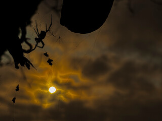Spider's Sunset Symphony: An eerie silhouette of a spider and its prey against a dramatic sunset,...