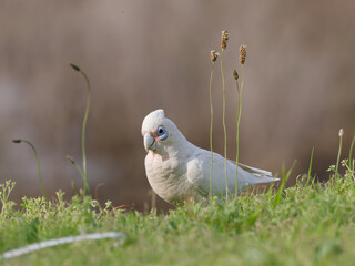Little Corella (Cacatua sanguinea) standing on a grass field during the day foraging for food.	
