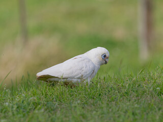 Little Corella (Cacatua sanguinea) standing on a grass field during the day foraging for food.	
