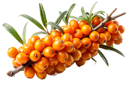 Sea buckthorn branch isolated on transparent background, full of ripe orange berries and green leaves