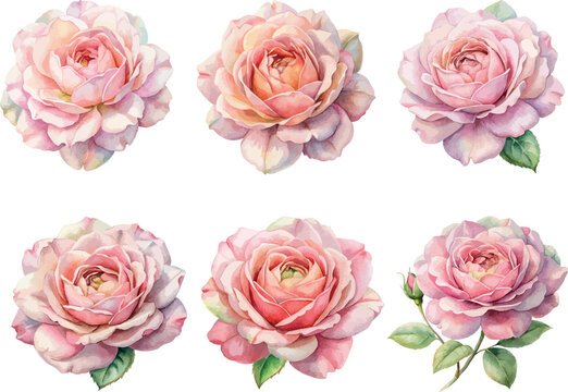 Set of Pastel Pink Roses Watercolor Botanical Vector Illustration Collection