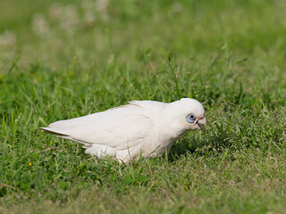 Little Corella (Cacatua sanguinea) standing on a grass field during the day foraging for food.	
