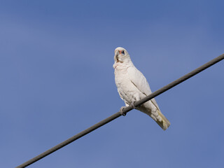 Little x Long-billed Corella hybrid (Cacatua sanguinea x tenuirostris) perched on a wire with clear blue sky background