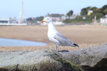 seagull