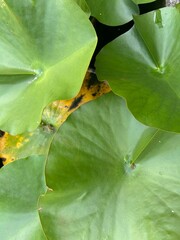  lotus flower with green leaves