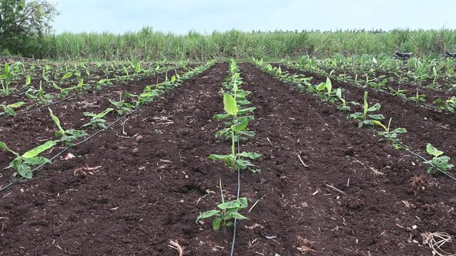 Banana plantation. Growing small banana plants with dew drops on leaves. Young banana plants in a rural farm