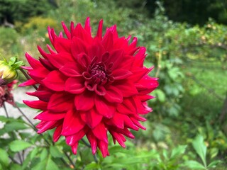 dahlias in the garden colorful flowers in the garden
