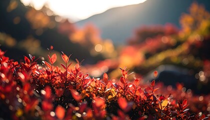 Close-up view of vibrant red foliage, bathed in the warm glow of sunlight, with a soft focus on the background of autumnal colors.