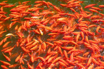 Fototapeta premium Shoals of red koi carp in the pond