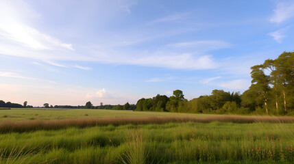 Nature and recreational area "Bentwoud" in the western part of the Netherlands. Grasslands, trees and wildflowers under a beautiful sky.