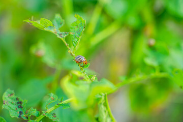 A lot of Colorado potato beetles eating potato leaves in the garden, close-up
